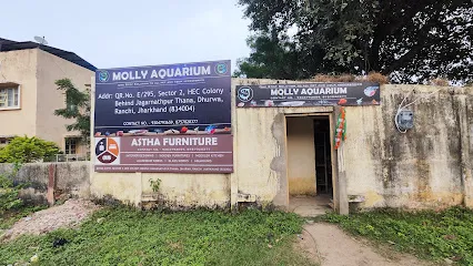 Molly Aquarium