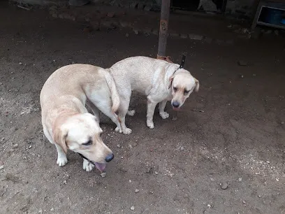 Ranchi Dog Hostel