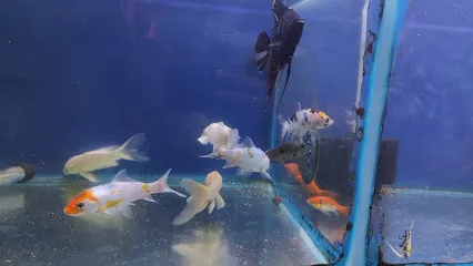 Rohit Aquarium