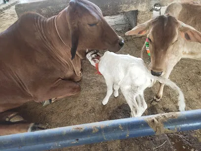 Stray Cow Shelter