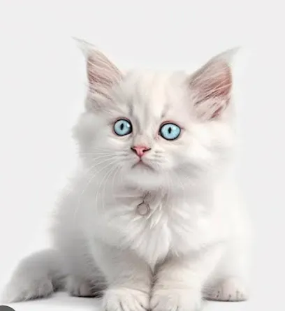 G.R Persian Cat Cattery