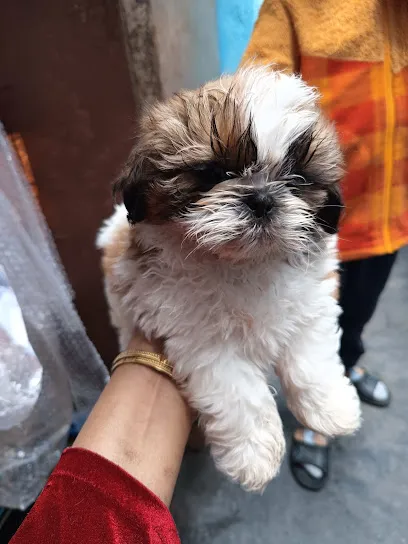 Malik Shih Tzu Kennel