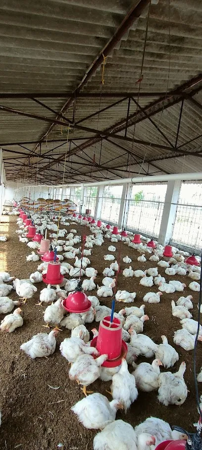 Gouri Broiler Farm