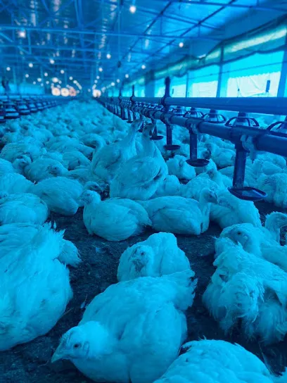 Maa Poultry Integrated Farm