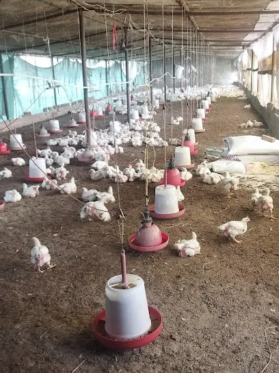 Jabir Junaid Poultry Farm