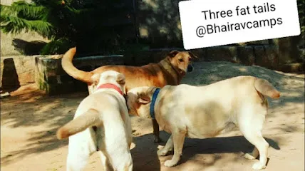 Bhairav Camps Dog Boarding Facility