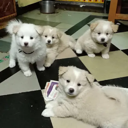 Indian Spitz Puppies For Sale