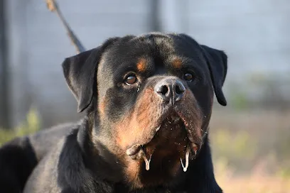 Lucky K9 Kennel (Boarding Training)Bathing