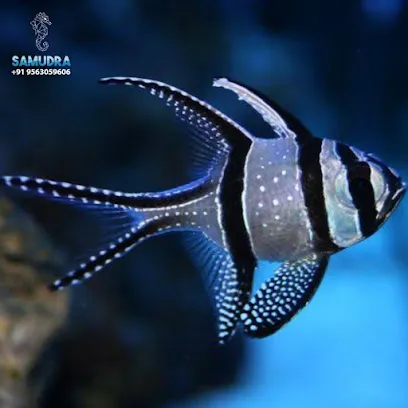 Marine Aquarium Fish Shop , Siliguri