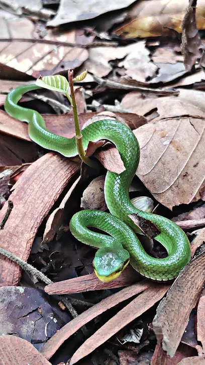 Raju Sarkar Snake Catcher