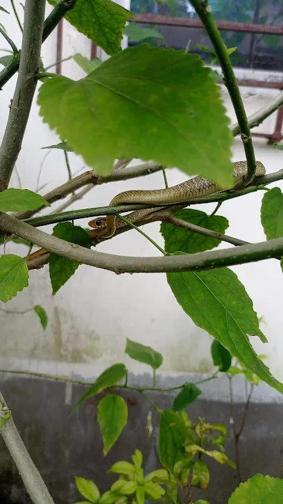 Snake Catcher & Rescuer Siliguri