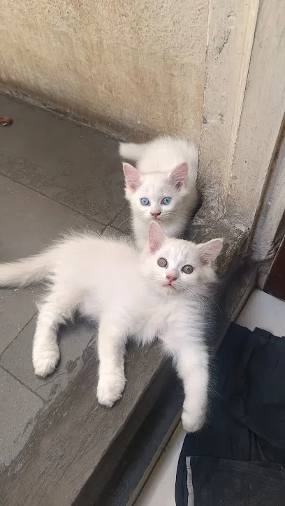 Persian Cat Solapur Aftab