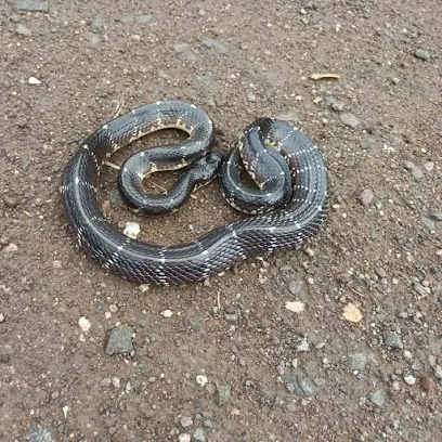 Sarpmitra Nikhil Rathod Solapur (Snake Catcher & Animal Rescue)