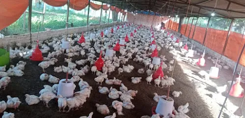 M H Poultry Farm Wallipur Sultanpur