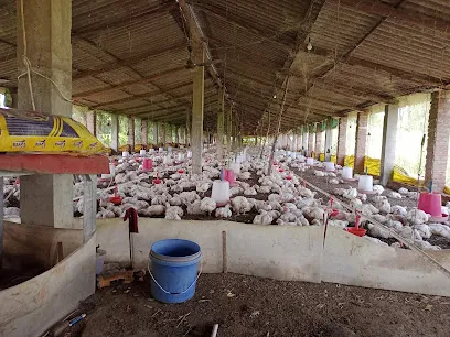 Yaduwanshi Poultry Farm