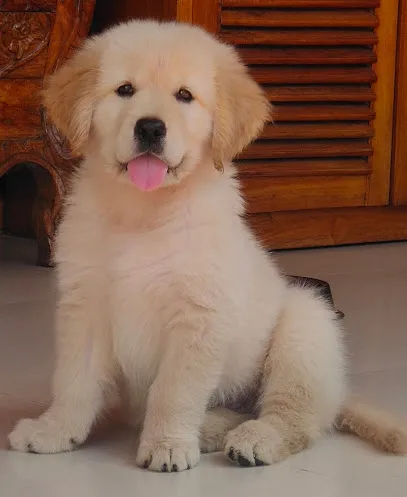 Golden Kennel Trivandrum