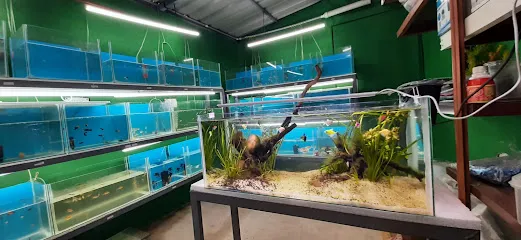 Green Vibe Garden And Aquarium