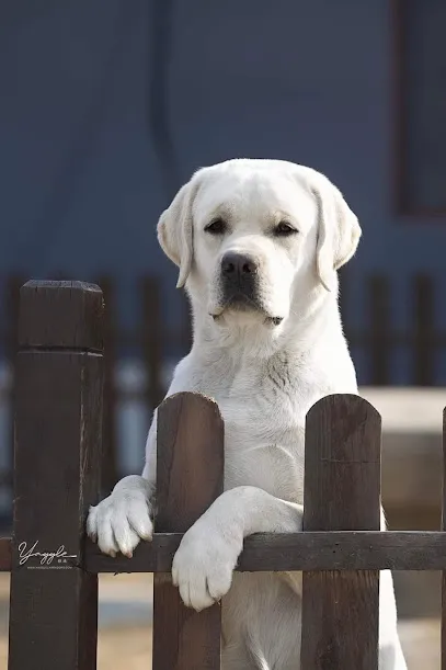 Mastercraft Labradors