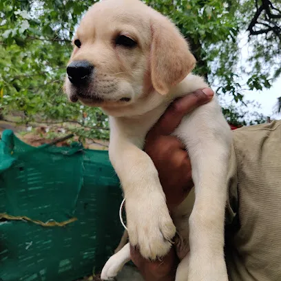 Lab Puppies Home