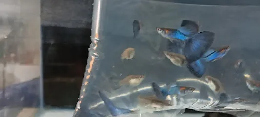 Chinjoos Ornamental Fish Farm