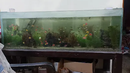 Green Moss Aquarium