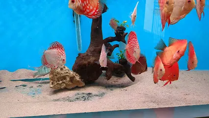 S2Aquatics (Discus Gallery)