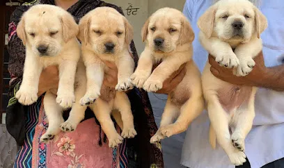 Dog Wholesaler Udaipur