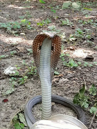 Chitra Snake Rescuer Unnao