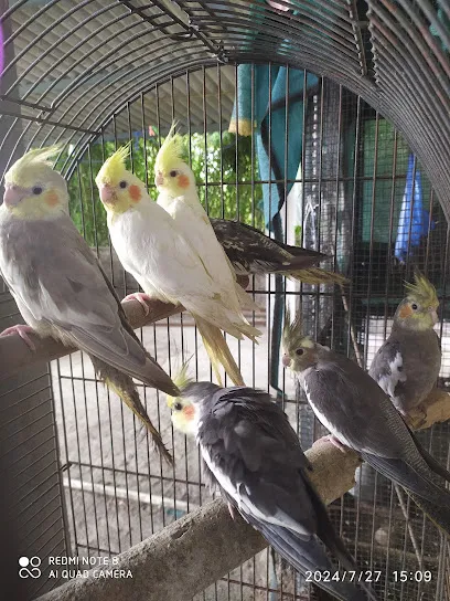 Birds Seller Vapi (Plb Exotic Vapi)