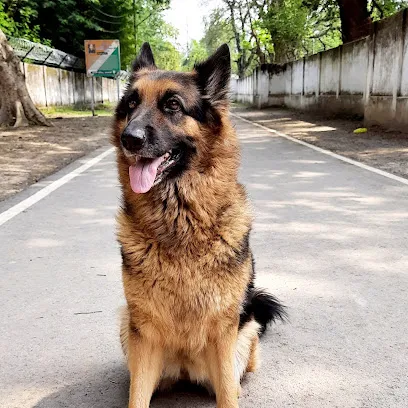 Varanasi Dog World