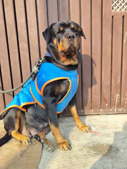 Vishu's The Greta Rottweiler