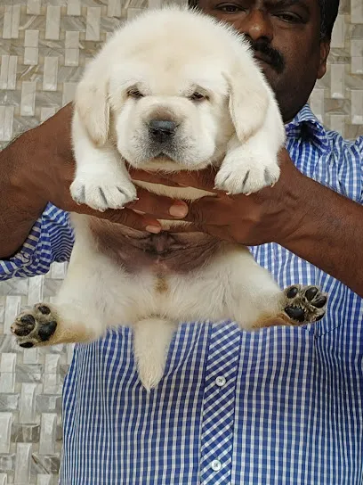 Prajwal Kennel Vijayapur