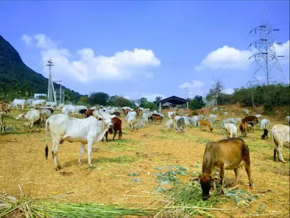 Nrusimha Vanam And Goshala