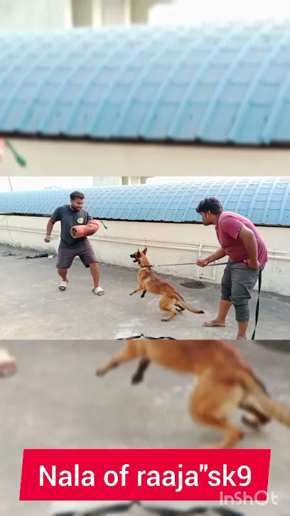 Raaja"S K9 Dog Training In Vizag (Pets Dogs)