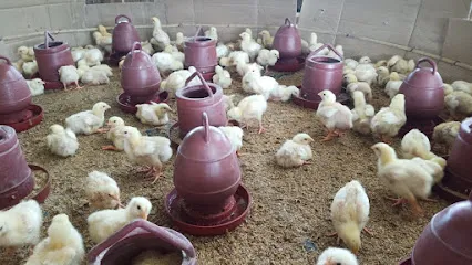 Jaya Poultry Farm