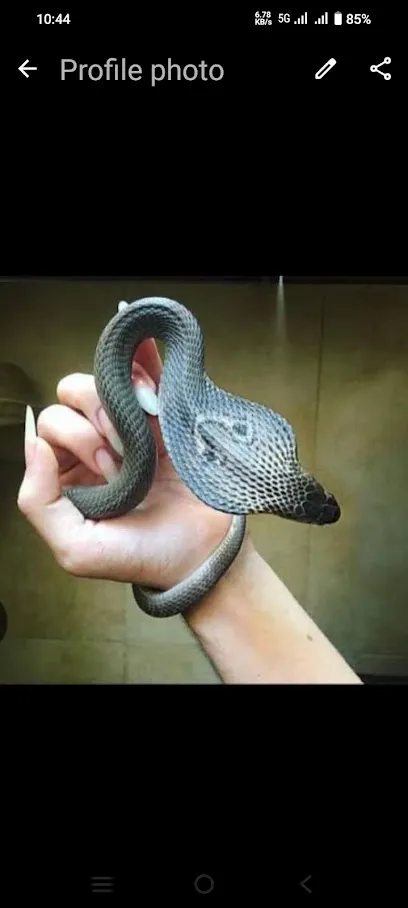 Snake Rescue Ahmedabad