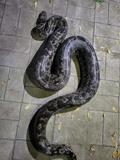 Snakes Cather Ahmedabad