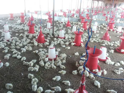 Poultry Farm