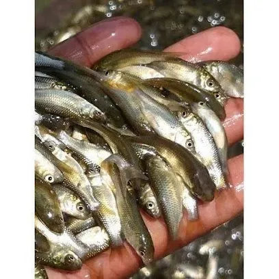 Saptshrungi Fish Seed Supliyer