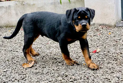 Von Aanja Rottweilers