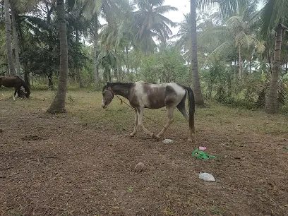 Ambur Horseman Stable