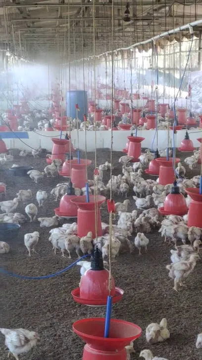 Anand Poultry Farm