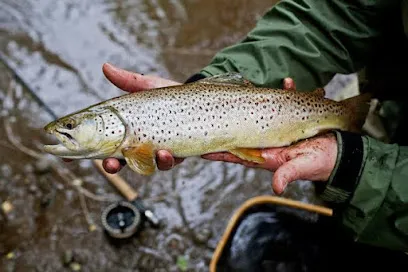 Trout Farm