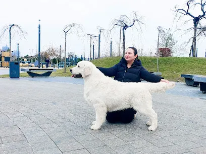 Golden Weaves Retriever