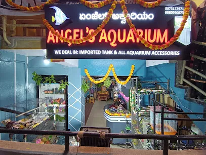 Angel's Aquarium