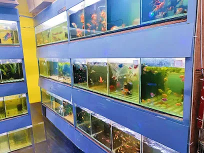 Aqua Big Fish Tank