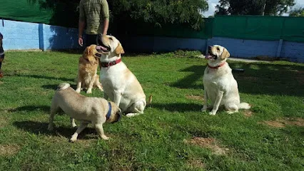 Bozo Wags Pet Boarding