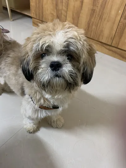 Flappin Ears - Dog Daycare, Boarding And Training