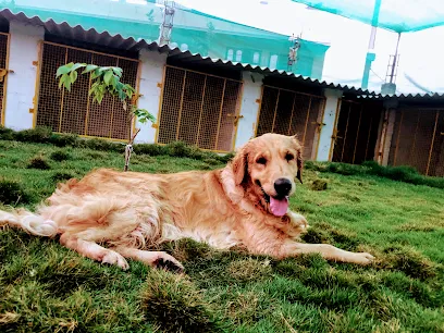 Happy Dogs Kennel And Boarding