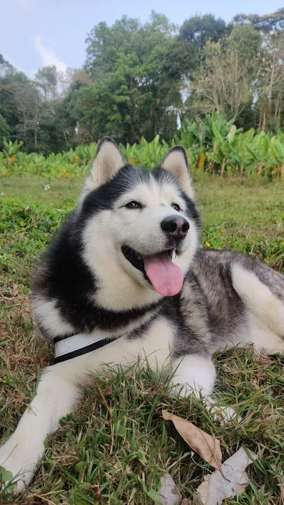 Husky Puppies